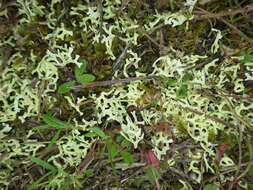 Image of Resurrection lichen