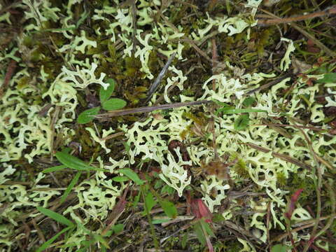 Imagem de Xanthoparmelia semiviridis (F. Muell. ex Nyl.) O. Blanco, A. Crespo, Elix, D. Hawksw. & Lumbsch