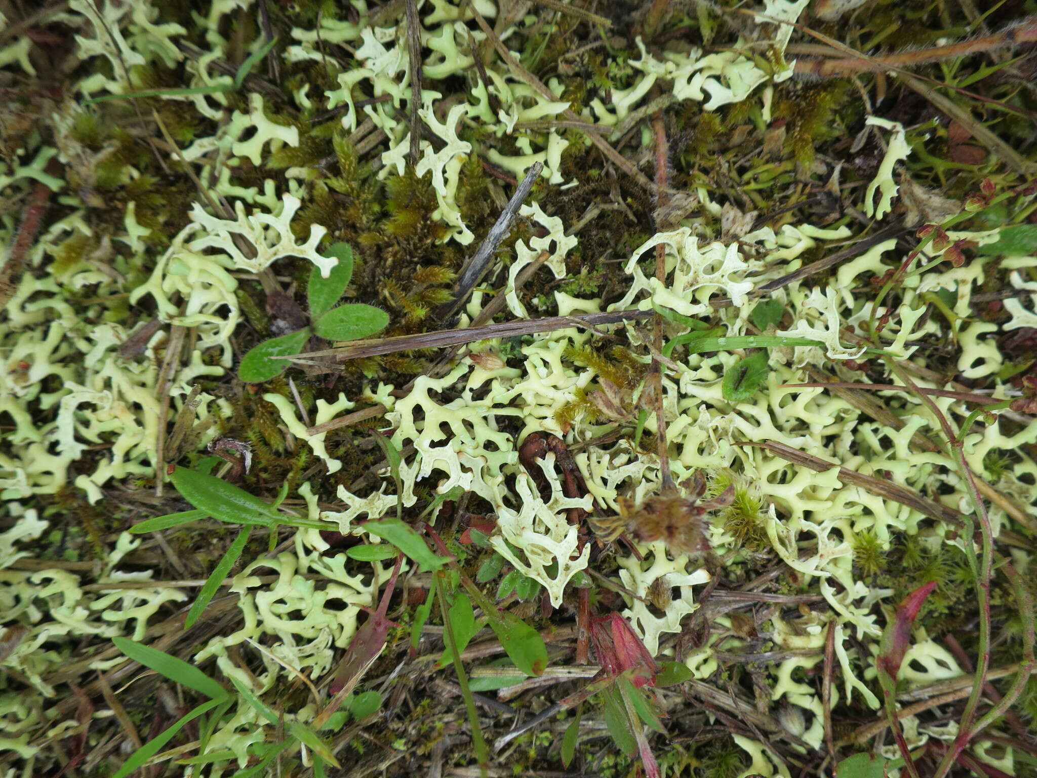 Image of Resurrection lichen