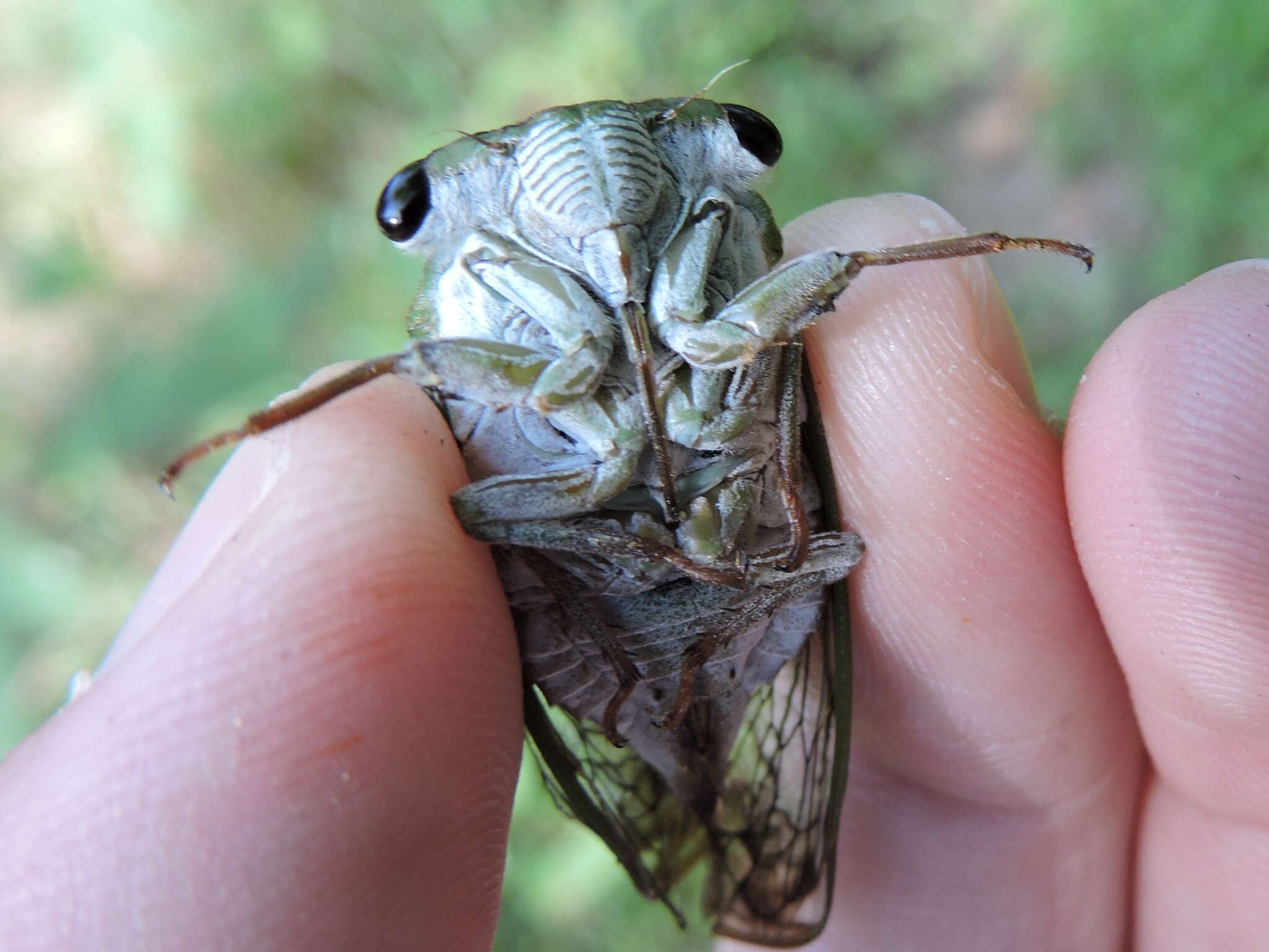 Image of Neotibicen superbus (Fitch 1855)