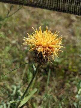 Image of Centaurea collina L.