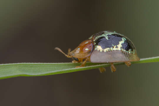 Image of Chiridopsis scalaris (Weber 1801)