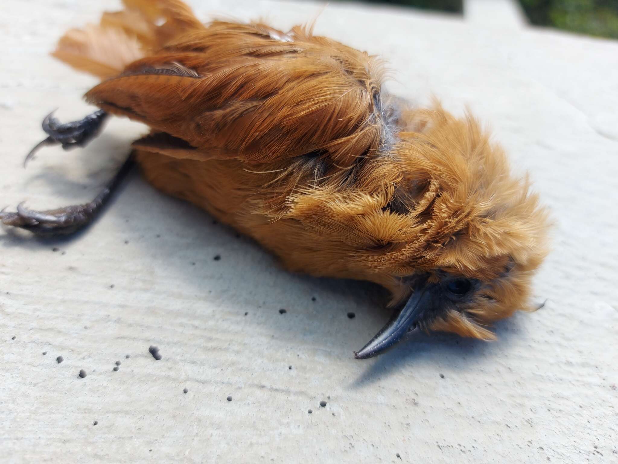 Image of Rufous Wren