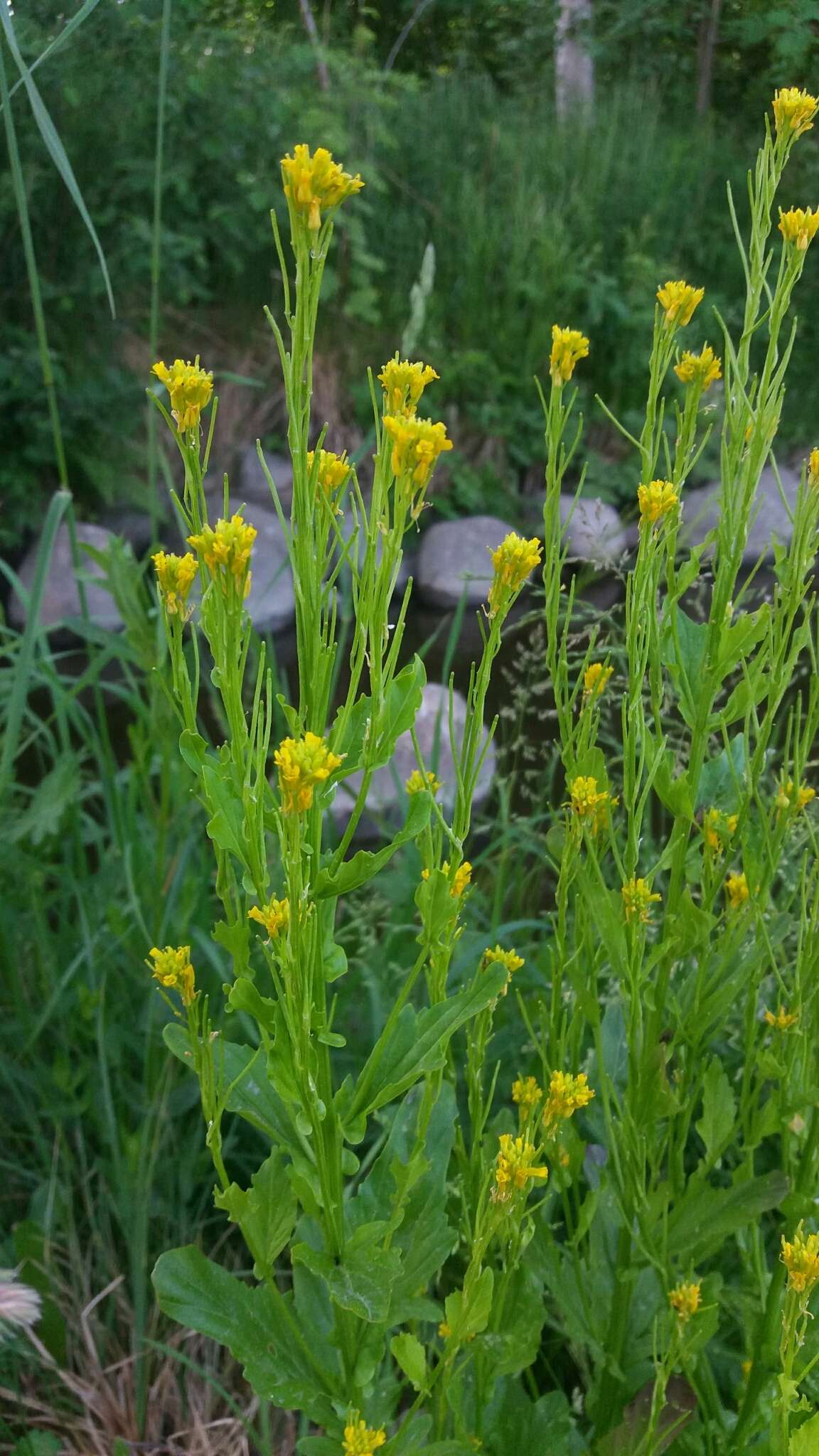 Image of small flowered winter-cress