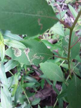 Image of Jewelweed Leafminer