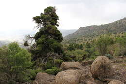 صورة Juniperus pseudosabina Fisch. & C. A. Mey.