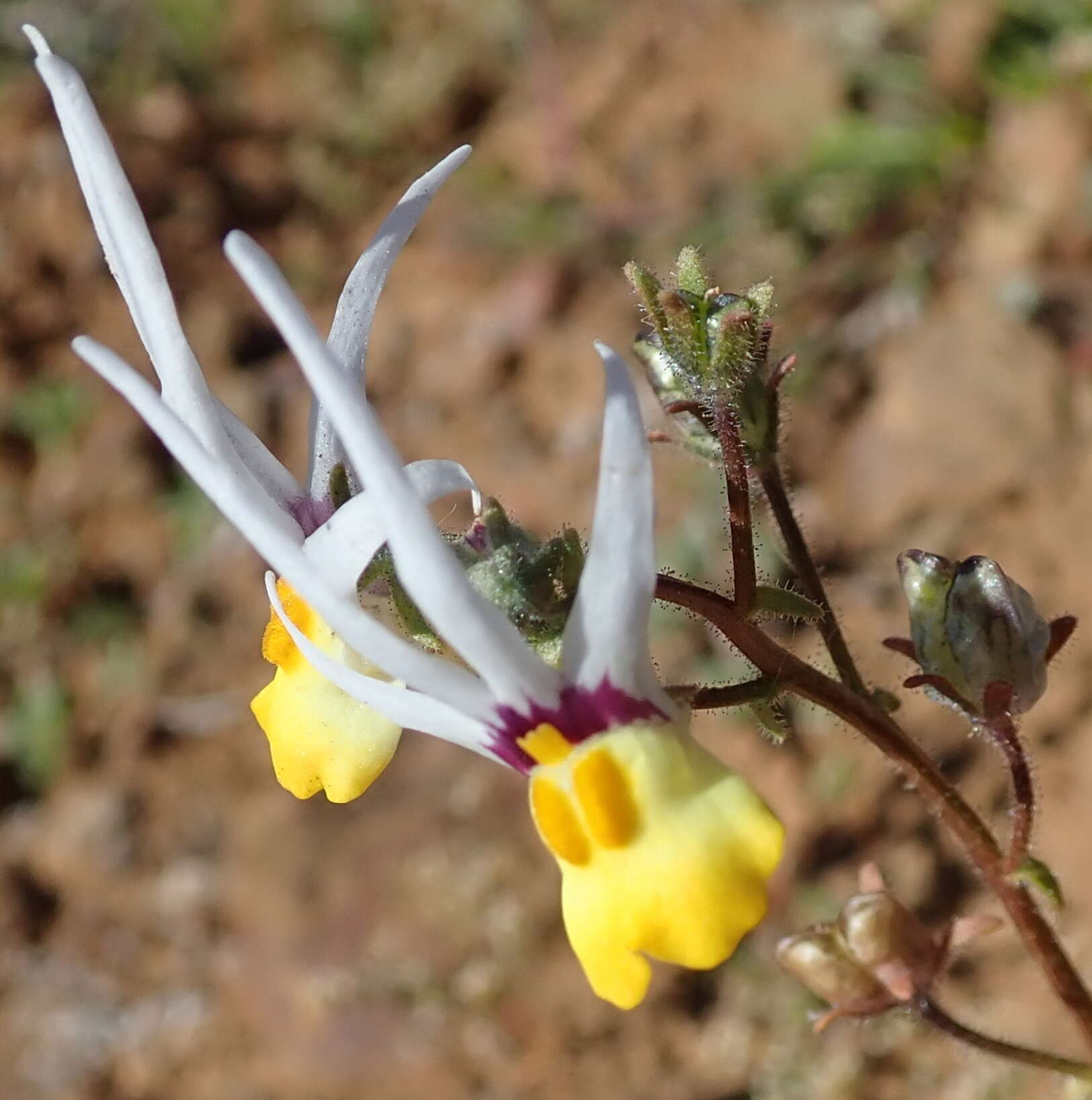 Слика од Nemesia cheiranthus E. Mey. ex Benth.