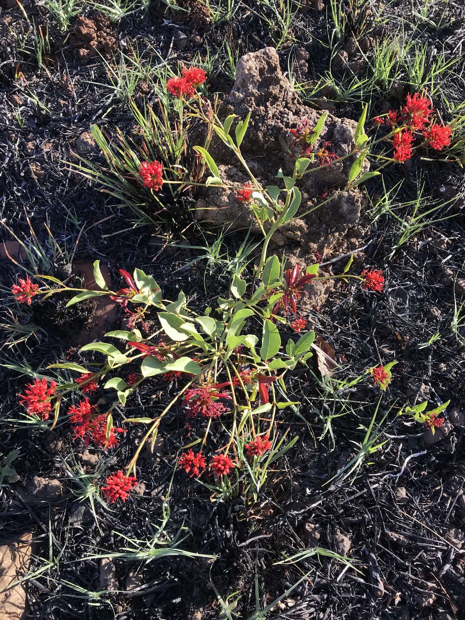 Image of Combretum platypetalum Welw. ex Laws.