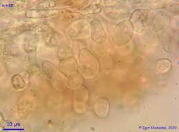 Image of Ionomidotis fulvotingens (Berk. & M. A. Curtis) E. K. Cash 1939