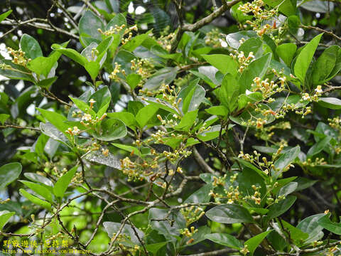 Image de Premna microphylla Turcz.