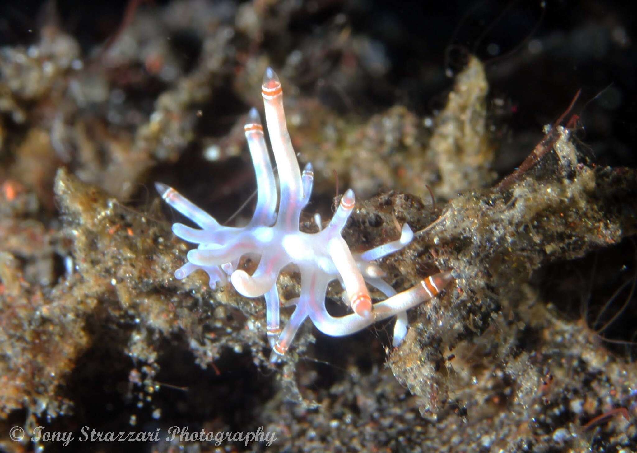 Image of Beautiful red-ring pastel slug