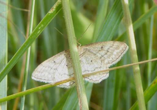 Image of Idaea macilentaria Herrich-Schäffer 1846