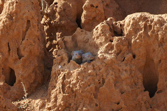 Image of Desert Dwarf Mongoose