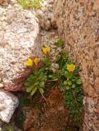 Image of Crandall's saxifrage