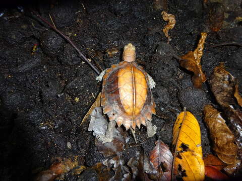 Image of Keeled box turtle