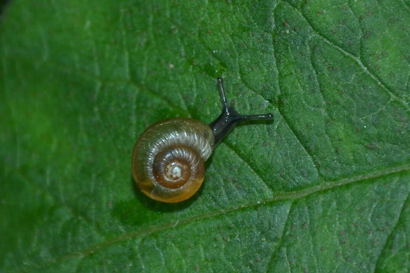 Image of Zenobiellina subrufescens