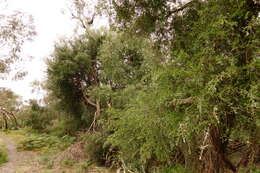 Image of Australian myrtle