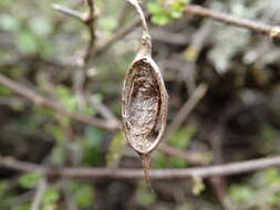 Image of Carmichaelia kirkii Hook.