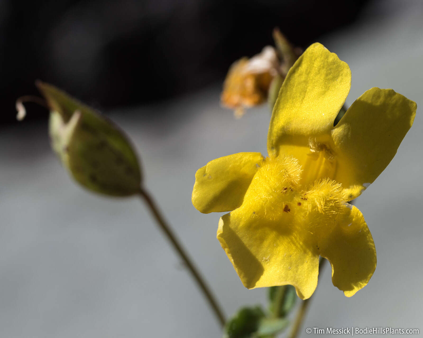 Sivun Erythranthe corallina (Greene) G. L. Nesom kuva