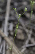 Drymaria leptophylla (Cham. & Schltdl.) Fenzl ex Rohrb. resmi