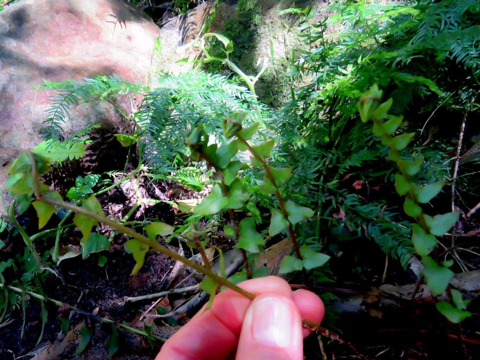 Image of Blechnum australe subsp. australe