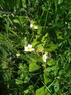 Image of Garden strawberry