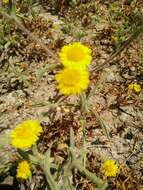 Image of ladies' false fleabane