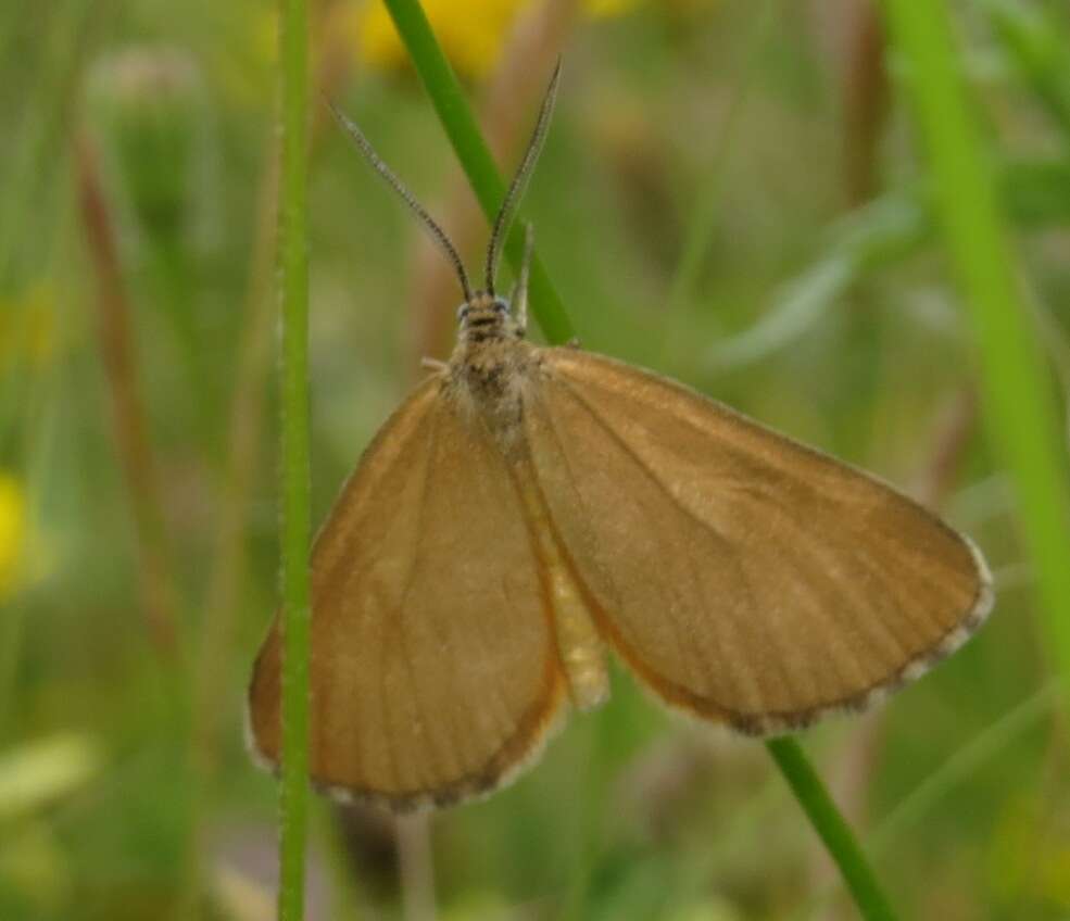 Слика од Amygdaloptera testaria Fabricius 1794