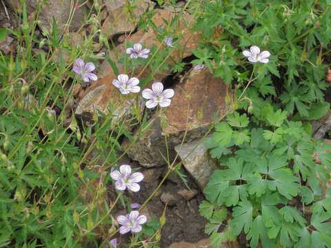 Imagem de Geranium richardsonii Fisch. & Trautv. ex Fisch., C. A. Mey. & Trautv.