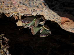 Sivun Adromischus triflorus (L. fil.) Berger kuva