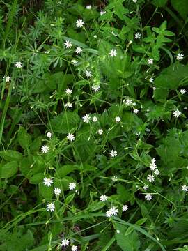 Image of Cerastium sylvaticum Waldst. & Kit.