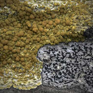 Image of Rose's orange lichen