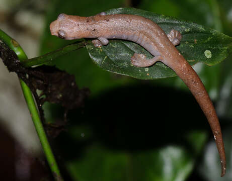 Image of Bolitoglossa sima (Vaillant 1911)