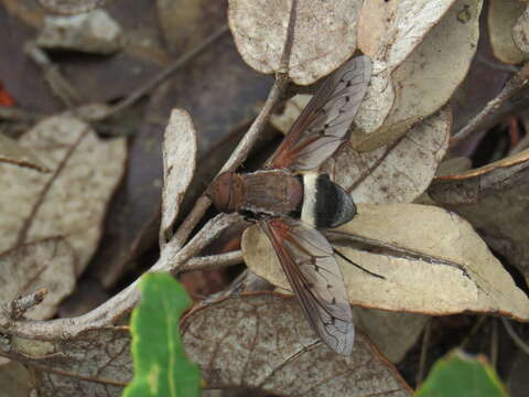 Image of Ligyra bombyliformis (Macleay 1826)