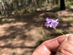 Image of Swainsona brachycarpa Benth.