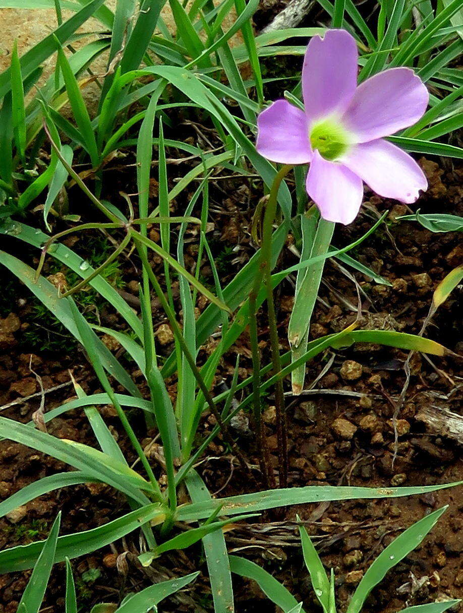 Imagem de Oxalis smithiana Eckl. & Zeyh.