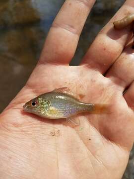 Image of Dollar Sunfish