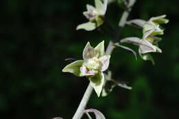 Image of Epipactis condensata Boiss. ex D. P. Young