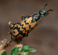 Image de <i>Hycleus dentatus</i>