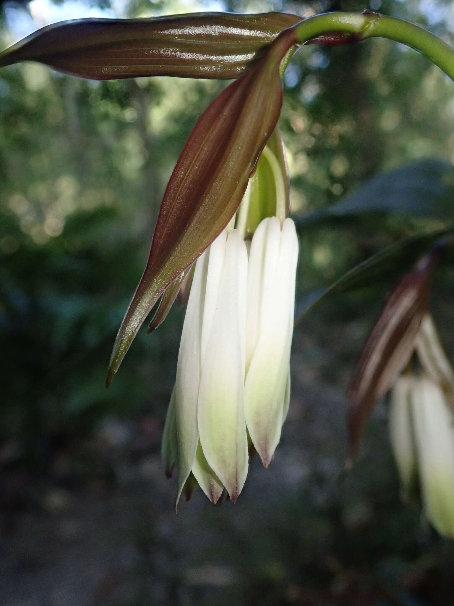 Image of Disporum trabeculatum Gagnep.