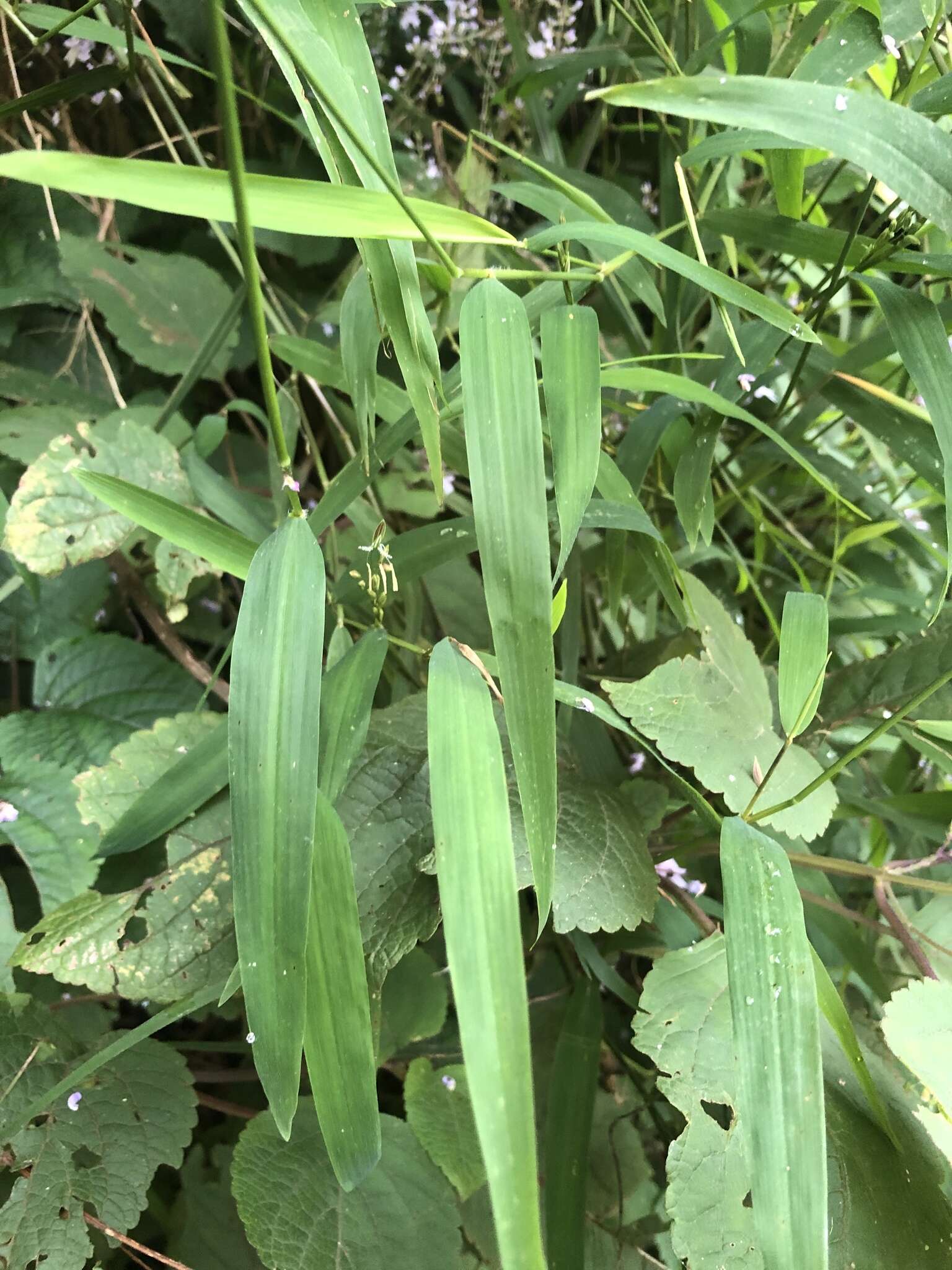 Imagem de Prosphytochloa prehensilis (Nees) Schweick.