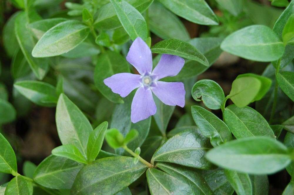 Image of Common Periwinkle