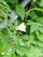 Imagem de Xenostegia tridentata (L.) D. F. Austin & Staples