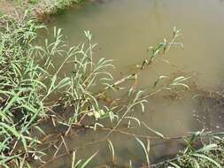 Image of Antelope Grass