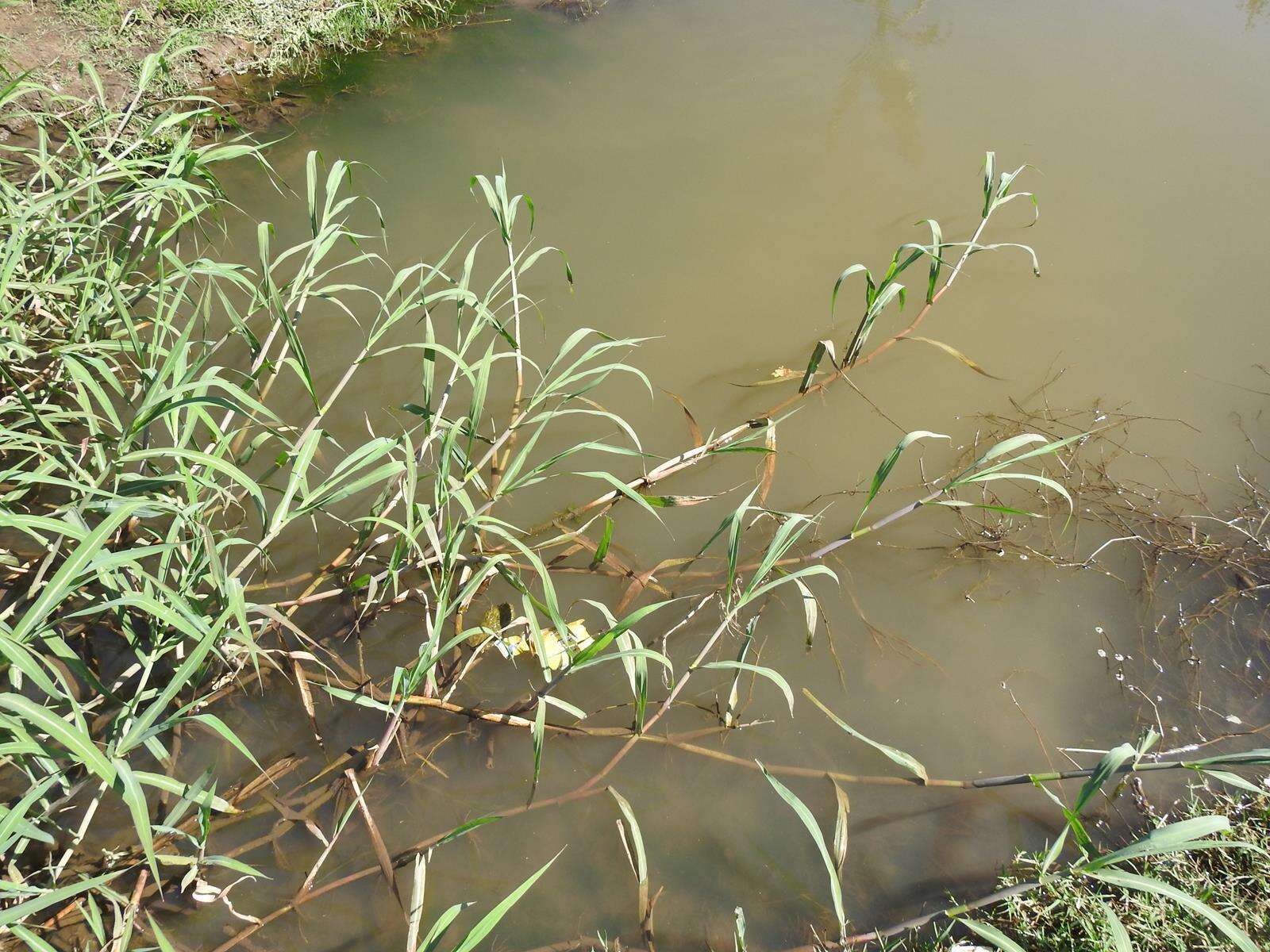 Image of Antelope Grass