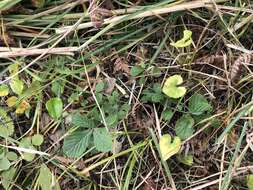 Image of Potentilla sprengeliana Lehm.