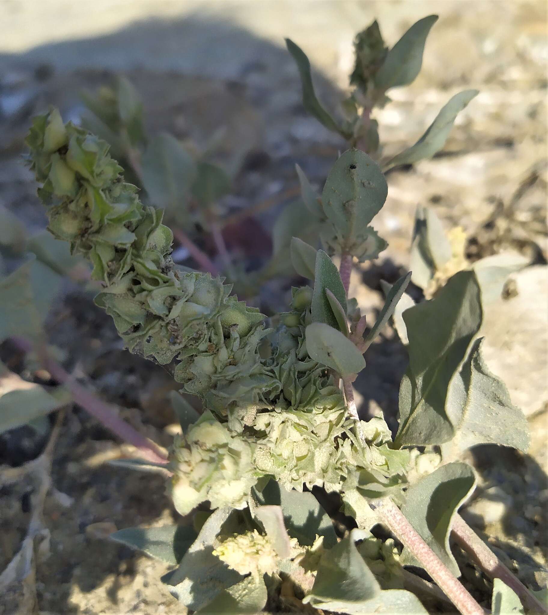 Image of Maximowicz's saltbush