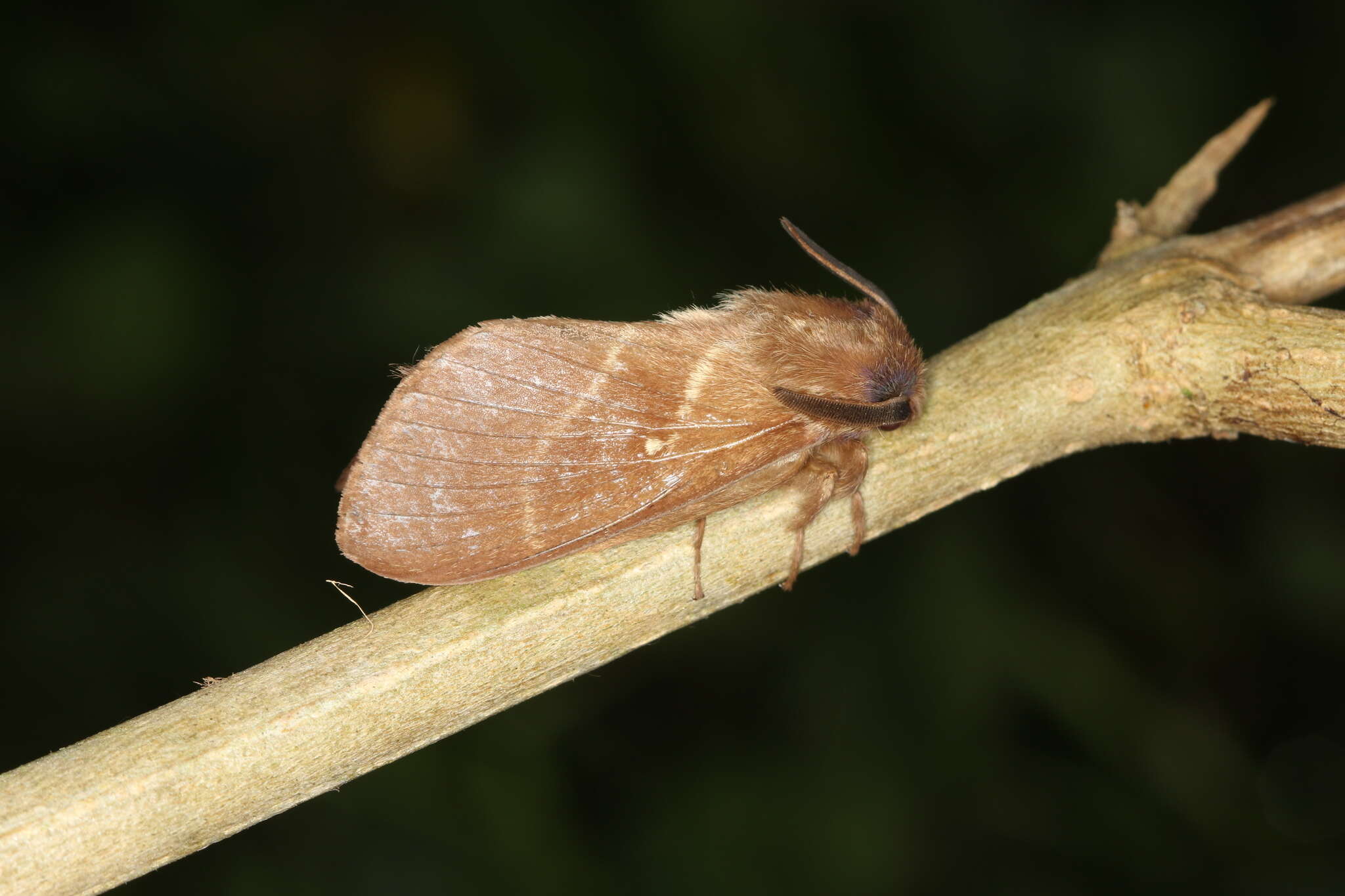 Image of Eutachyptera psidii Sallé 1857