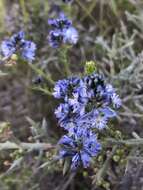 Image of Polygala gnidioides Willd.