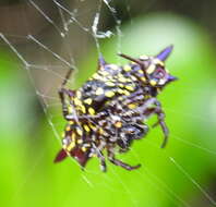 Image of Gasteracantha taeniata (Walckenaer 1841)